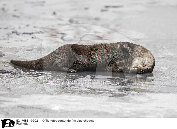 Fischotter / common otter / MBS-10502