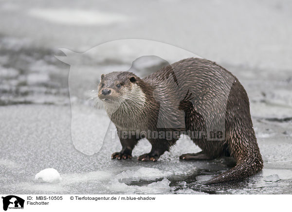 Fischotter / common otter / MBS-10505