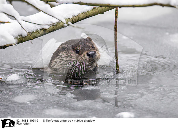 Fischotter / common otter / MBS-10515