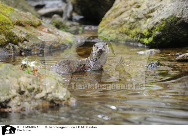 Fischotter / common otter / DMS-08215