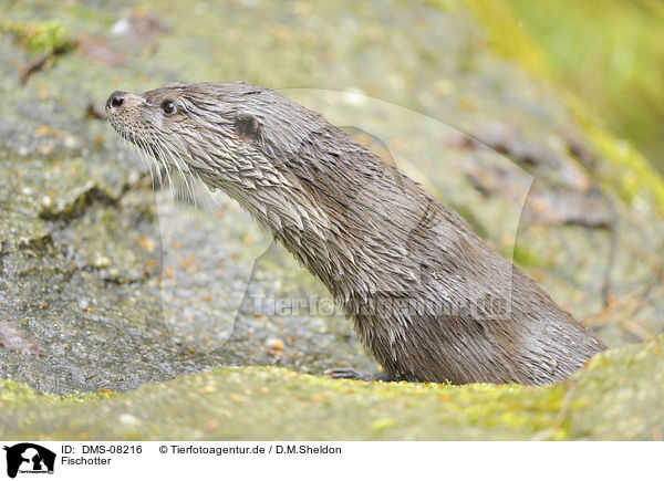Fischotter / common otter / DMS-08216