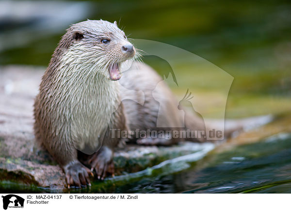 Fischotter / common otter / MAZ-04137