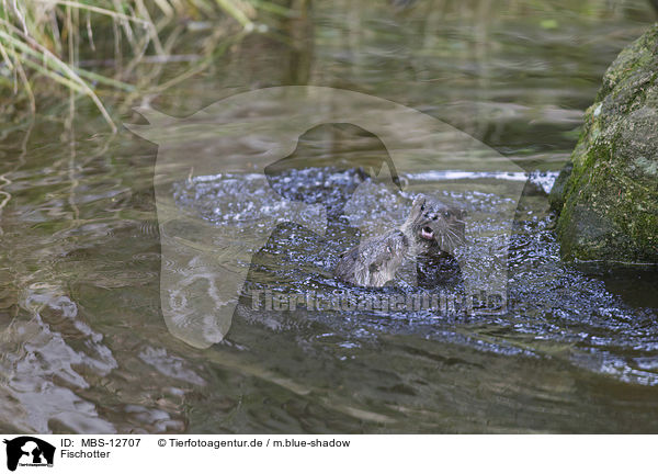 Fischotter / common otter / MBS-12707
