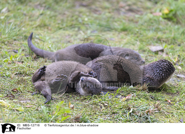 Fischotter / common otter / MBS-12716