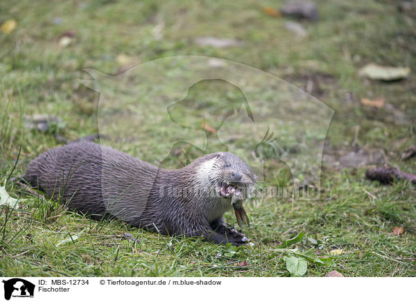Fischotter / common otter / MBS-12734