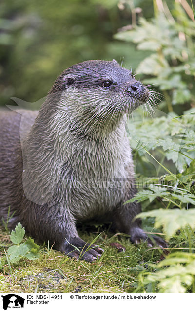 Fischotter / European Otter / MBS-14951
