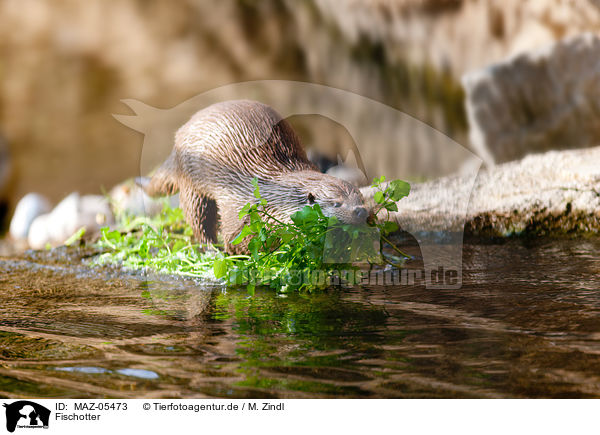 Fischotter / common otter / MAZ-05473