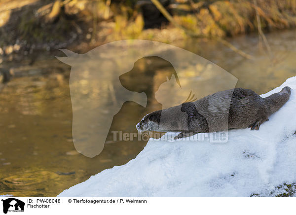 Fischotter / European Otter / PW-08048