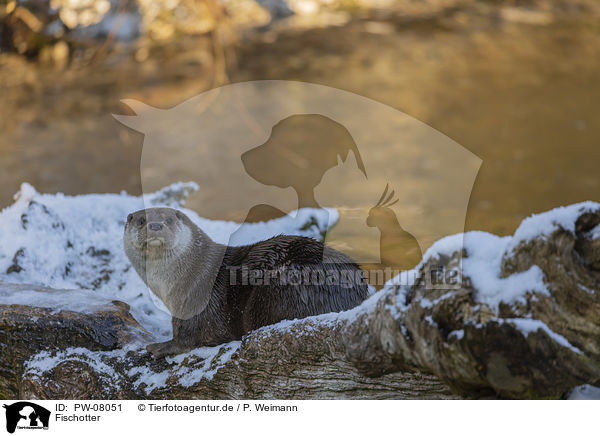 Fischotter / European Otter / PW-08051
