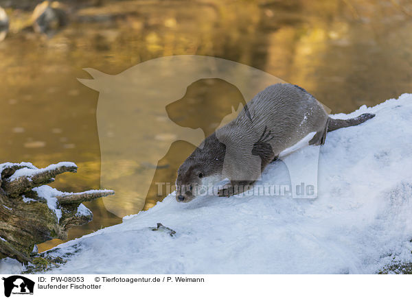 laufender Fischotter / walking European Otter / PW-08053