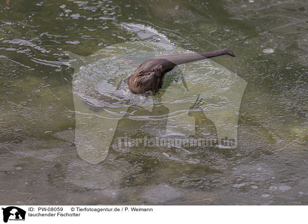 tauchender Fischotter / plunging European Otter / PW-08059
