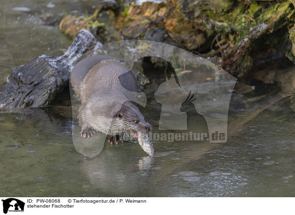 stehender Fischotter / standing European Otter / PW-08068