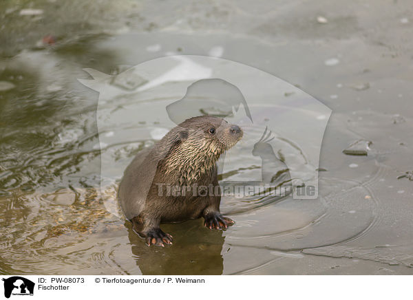 Fischotter / European Otter / PW-08073