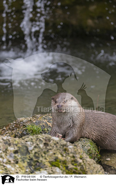 Fischotter beim fressen / European Otter to eat / PW-08184