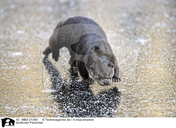laufender Fischotter / walking European Otter / MBS-21360