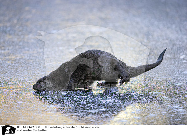 stehender Fischotter / standing European Otter / MBS-21368