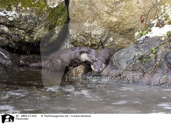 Fischotter / European Otter / MBS-21402