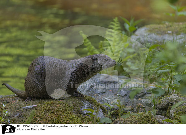 sitzender Fischotter / PW-08665