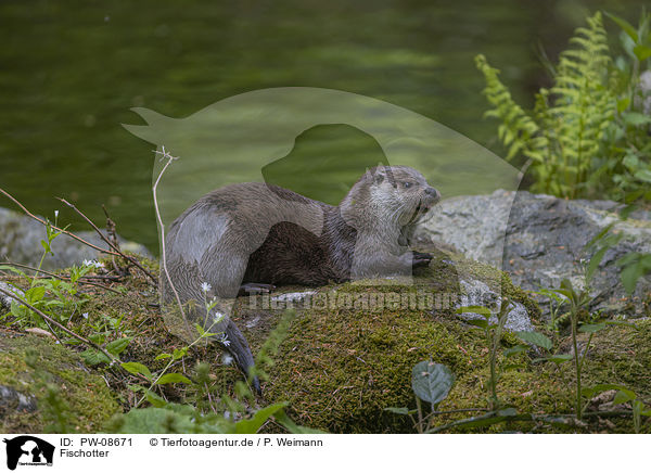 Fischotter / European Otter / PW-08671