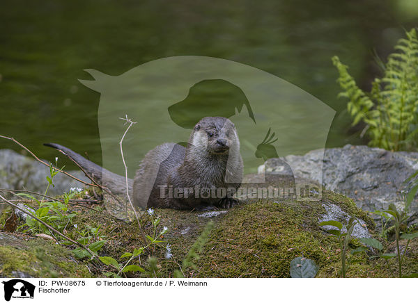 Fischotter / European Otter / PW-08675