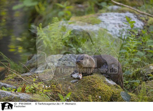Fischotter / European Otter / PW-08694