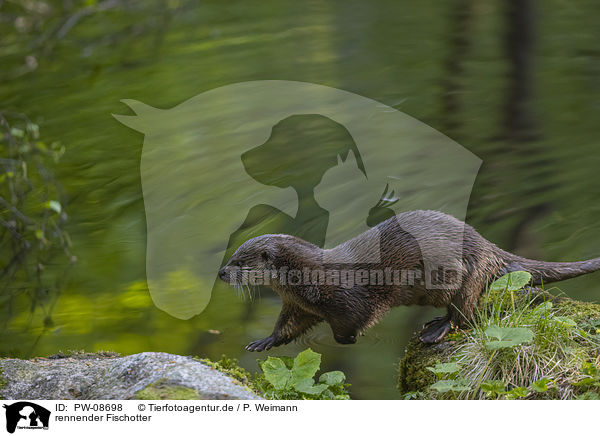 rennender Fischotter / running European Otter / PW-08698