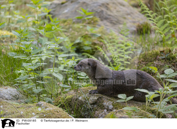 Fischotter / European Otter / PW-09185