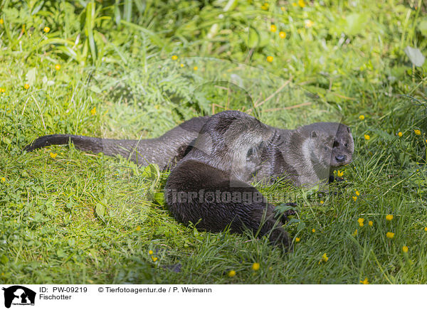 Fischotter / European Otter / PW-09219