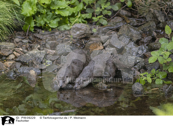 Fischotter / European Otter / PW-09229