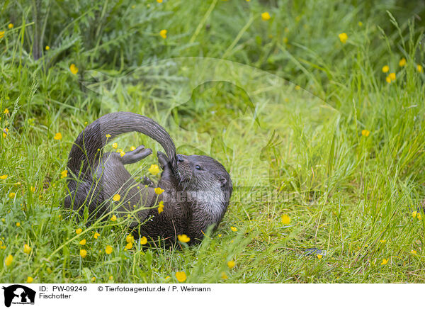 Fischotter / European Otter / PW-09249