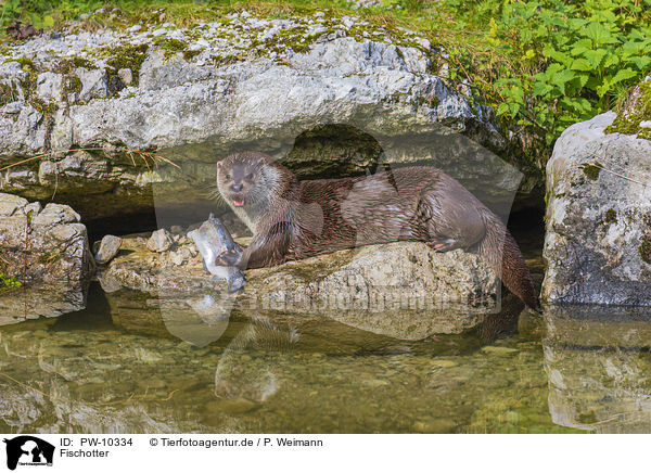 Fischotter / common otter / PW-10334