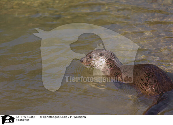 Fischotter / common otter / PW-12351