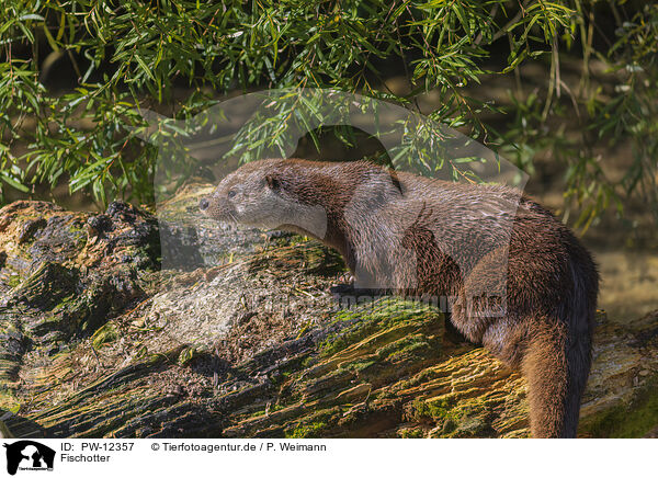 Fischotter / common otter / PW-12357