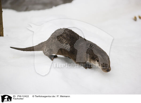 Fischotter / common otter / PW-12422