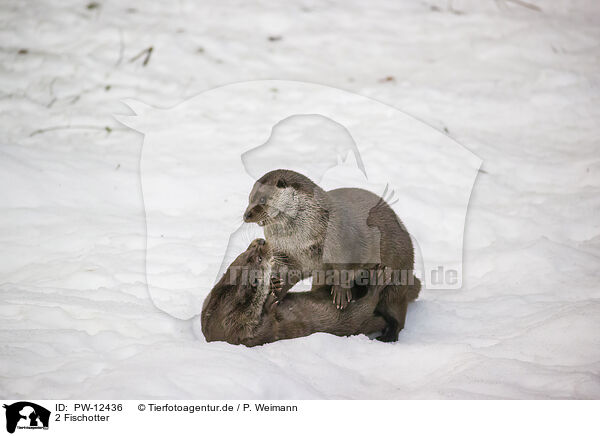 2 Fischotter / 2 common otter / PW-12436