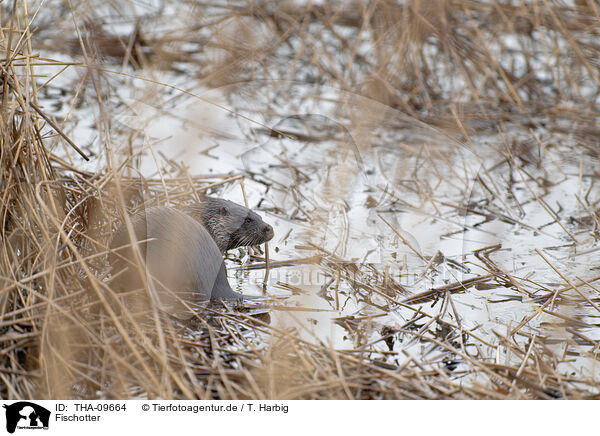 Fischotter / Eurasian otter / THA-09664