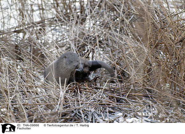 Fischotter / Eurasian otter / THA-09666