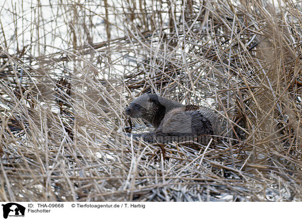 Fischotter / Eurasian otter / THA-09668