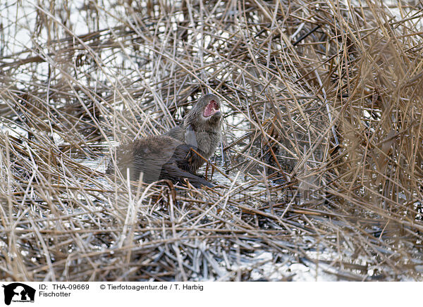 Fischotter / Eurasian otter / THA-09669