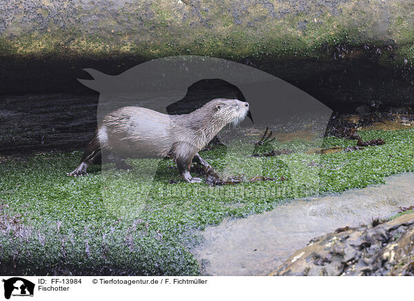 Fischotter / common otter / FF-13984