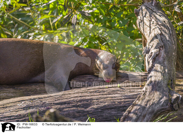 Fischotter / Eurasian otter / PW-16633