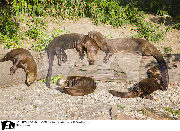 Fischotter / Eurasian otter / PW-16639