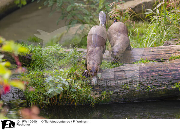 Fischotter / Eurasian otter / PW-16640