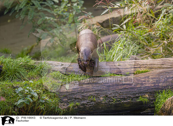 Fischotter / Eurasian otter / PW-16643