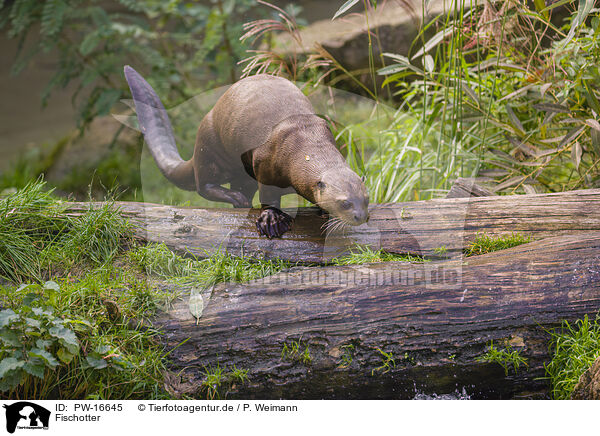 Fischotter / Eurasian otter / PW-16645