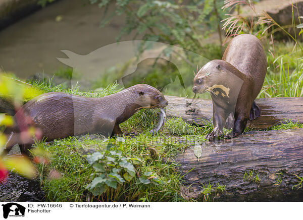 Fischotter / Eurasian otter / PW-16646