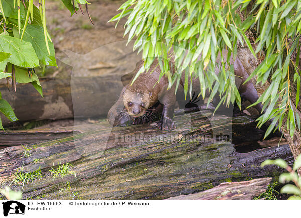 Fischotter / Eurasian otter / PW-16663
