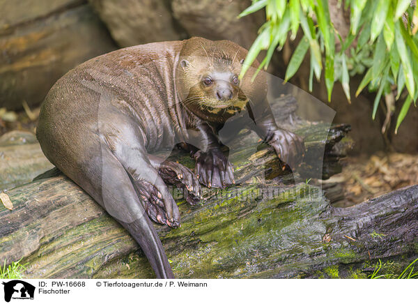 Fischotter / Eurasian otter / PW-16668