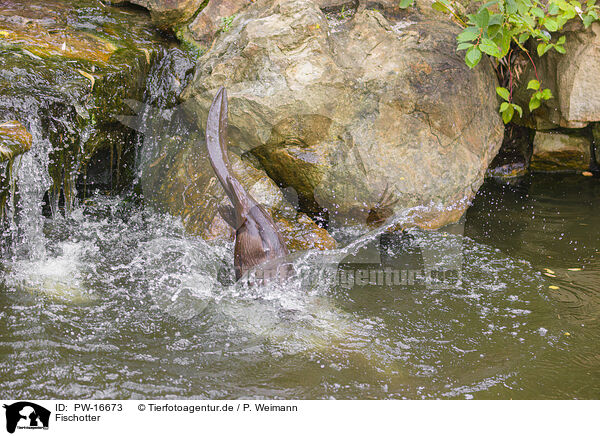 Fischotter / Eurasian otter / PW-16673