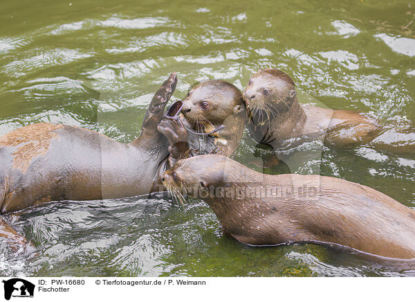 Fischotter / Eurasian otter / PW-16680